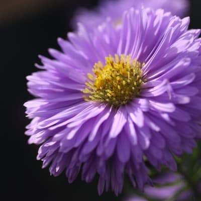 Flor Aster en Panamá
