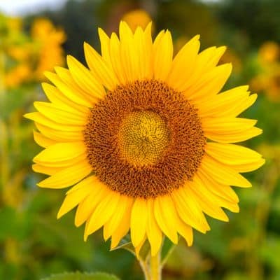 Girasol en jardin