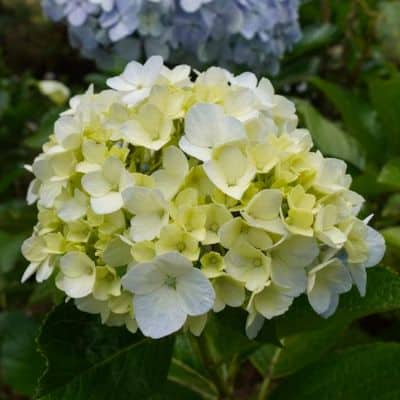 Hortensias blancas