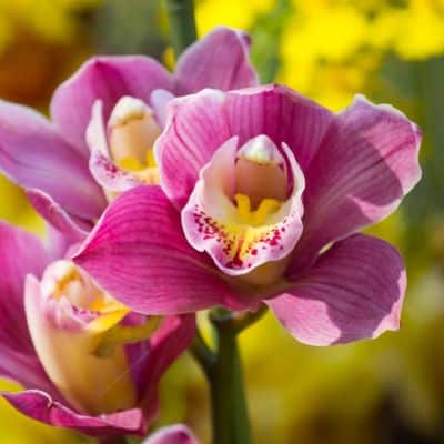 Orquidea