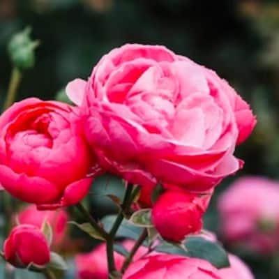Spray Rosas