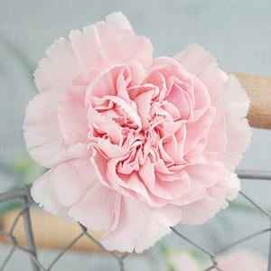 flor clavel en panama
