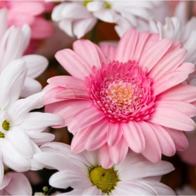 daisy