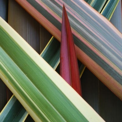 Phormium Lino de Panama