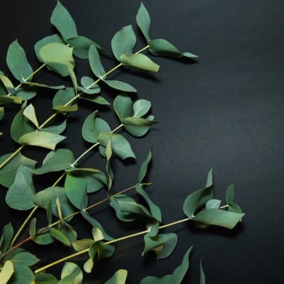 Rama de Eucalyptus