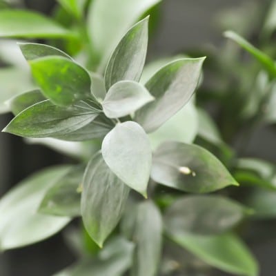 Ruscus de panamá