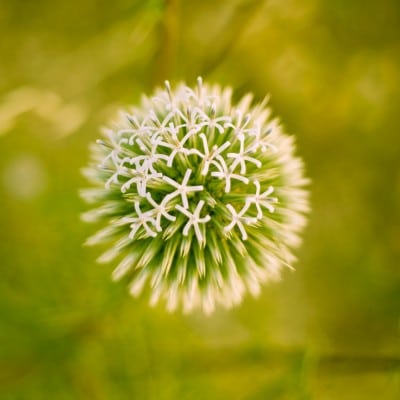 Flor de eryngium panamá