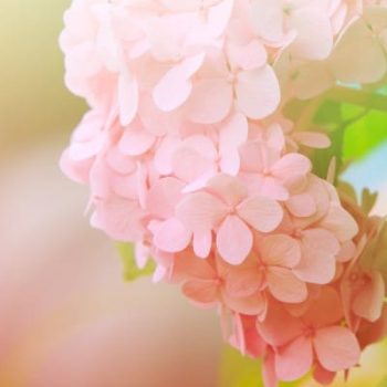 Hortensias