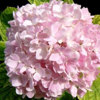Hortensias