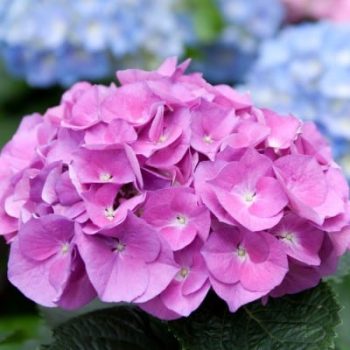 Hortensias