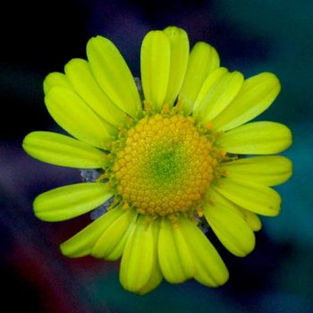 Chrysanthemum_mdl_flores_panama