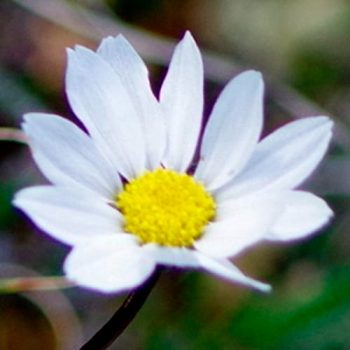 Chrysanthemum_mdl_flores_panama2
