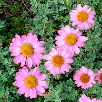 Chrysanthemum_mdl_flores_panama3