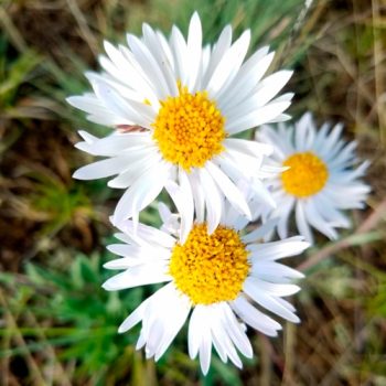 Chrysanthemum_mdl_flores_panama4
