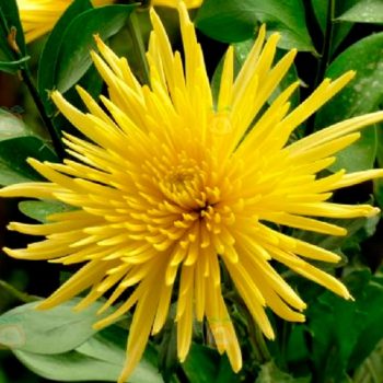 Chrysanthemum_mdl_flores_panama7