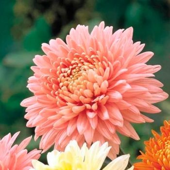 Chrysanthemum_mdl_flores_panama8