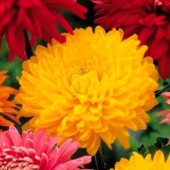 Chrysanthemum_mdl_flores_panama9
