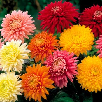 Chrysanthemum_mdl_flores_panamaportada