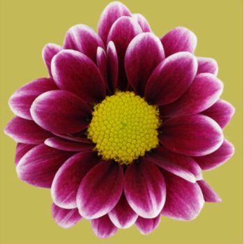DAISY-510x510