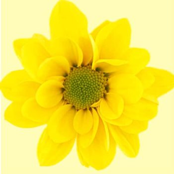 DAISY_MDL_FLORES_PANAMA-510x510