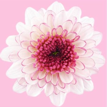 DAISY_MDL_FLORES_PANAMA-610x510