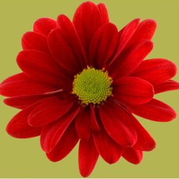 DAISY_MDL_FLORES_PANAMA1-510x510