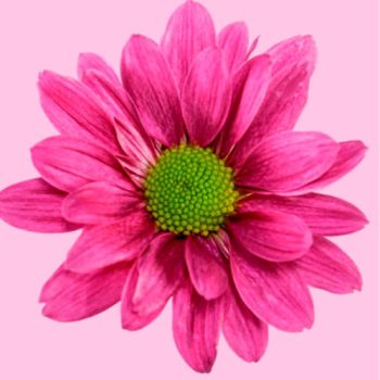 DAISY_MDL_FLORES_PANAMA2-510x510