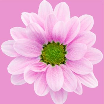 DAISY_MDL_FLORES_PANAMA3-510x510