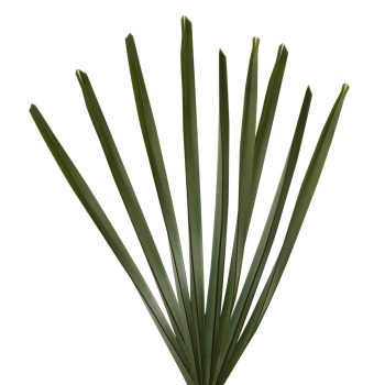 FLAX-GREEN