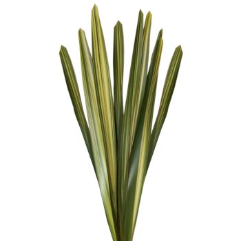 FLAX-VARIEGATED