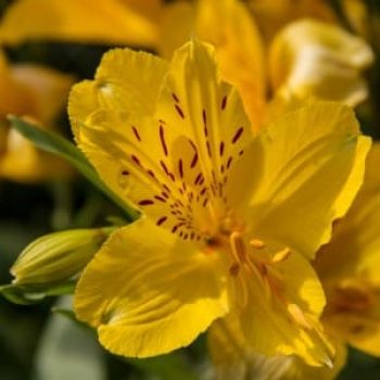 Flor Astromelia en Panamá