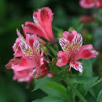 Flor Astromelia en Panamá