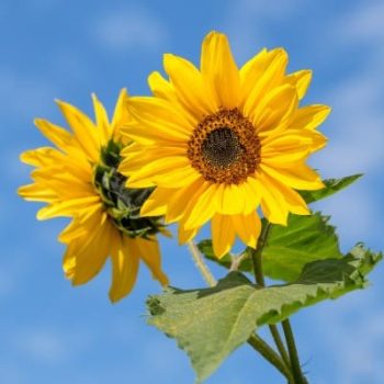 Girasol