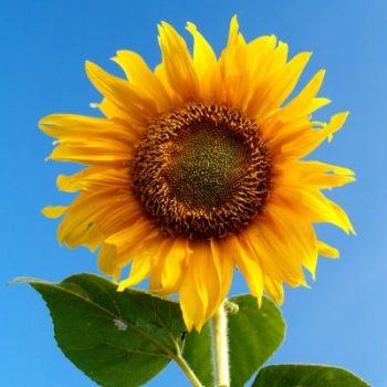 Girasol