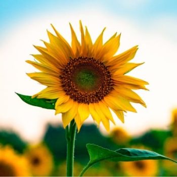 Girasol