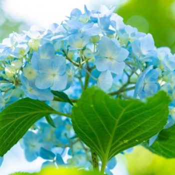 Hortensias