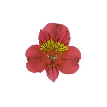 alstroemeria-amposta