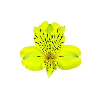 alstroemeria-bella-star