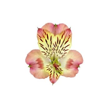 alstroemeria-coco
