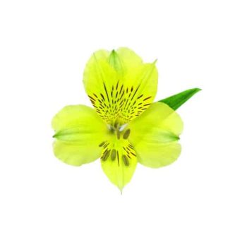 alstroemeria-costa