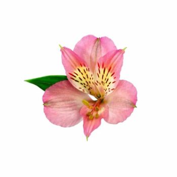 alstroemeria-dubai