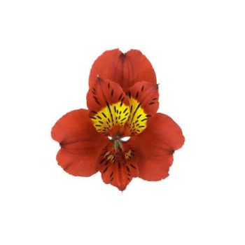 alstroemeria-hot-papper