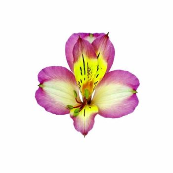 alstroemeria-mistique