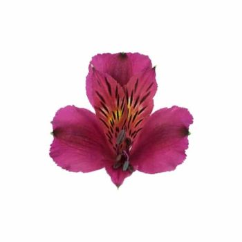 alstroemeria-napoli