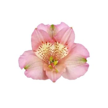 alstroemeria-primadona