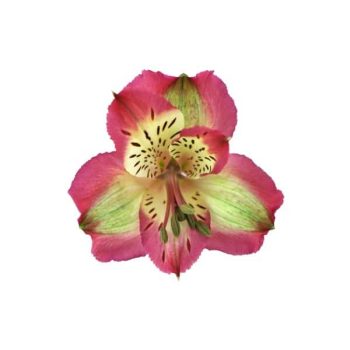 alstroemeria-pumori