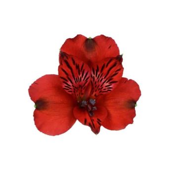 alstroemeria-red-delight