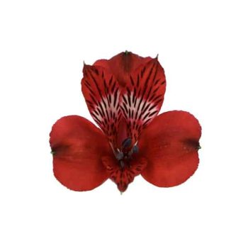 alstroemeria-romance