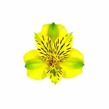 alstroemeria-shakira