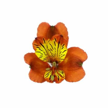 alstroemeria-vivaro